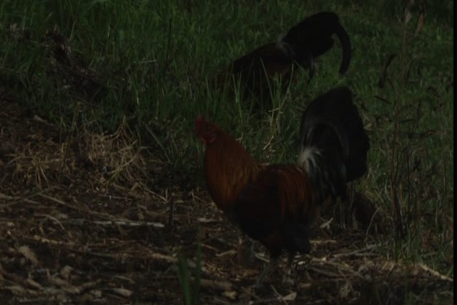 Red Junglefowl (Domestic type) - ML429145