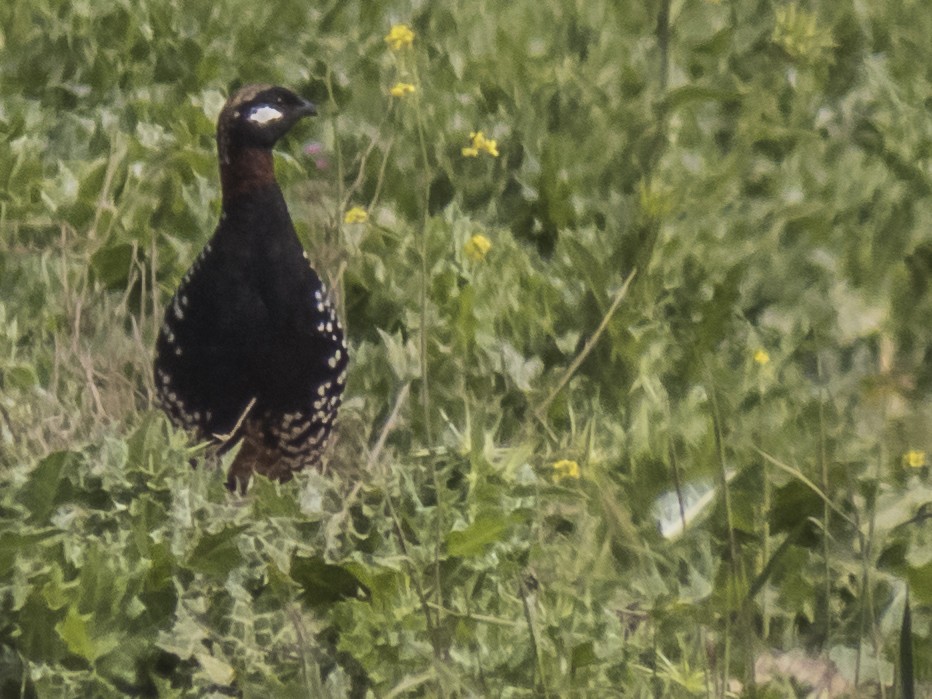 Francolin noir - ML429145551