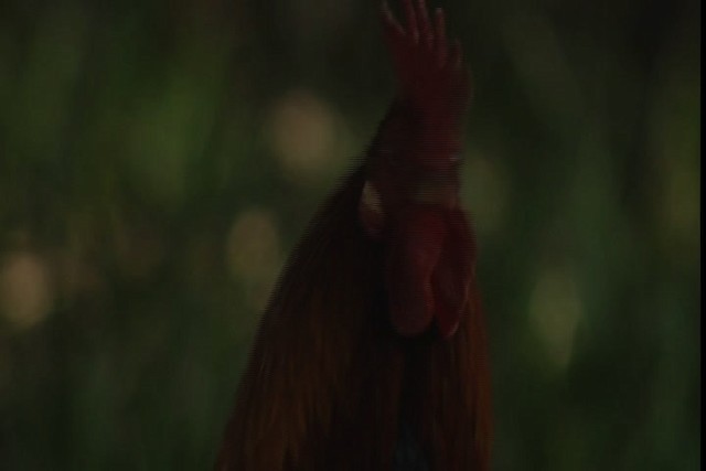 Red Junglefowl (Domestic type) - ML429146