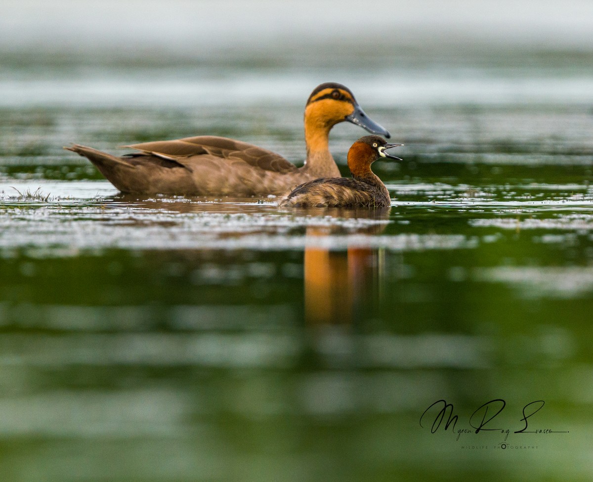 Little Grebe - Myron Ray Sy Evasco