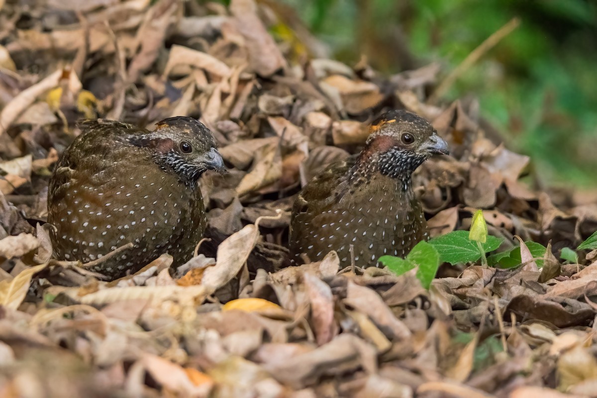 Spotted Wood-Quail - ML429146841