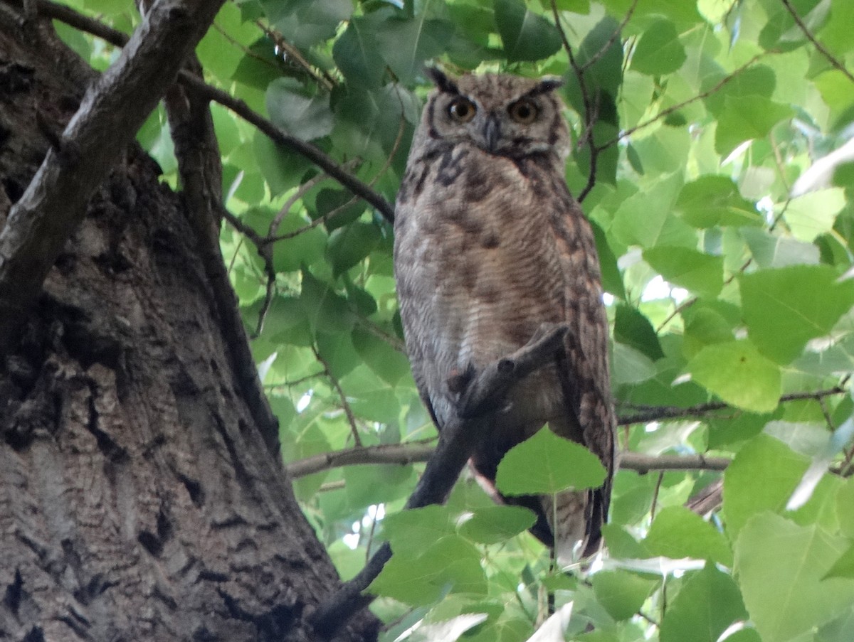 Lesser Horned Owl - ML429147221