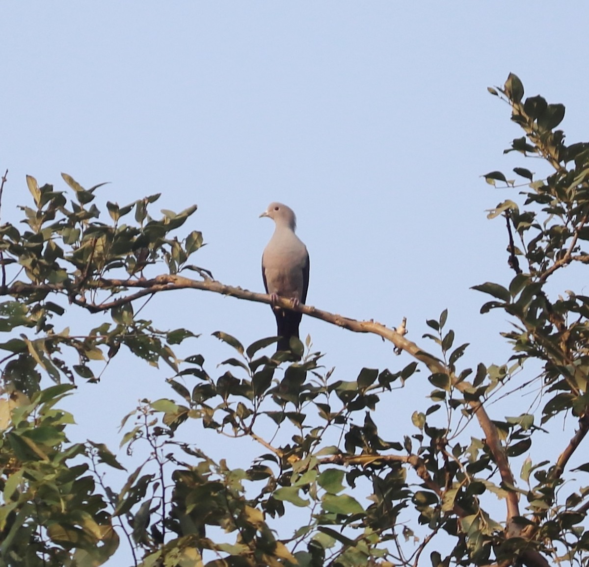 Green Imperial-Pigeon - ML429147931