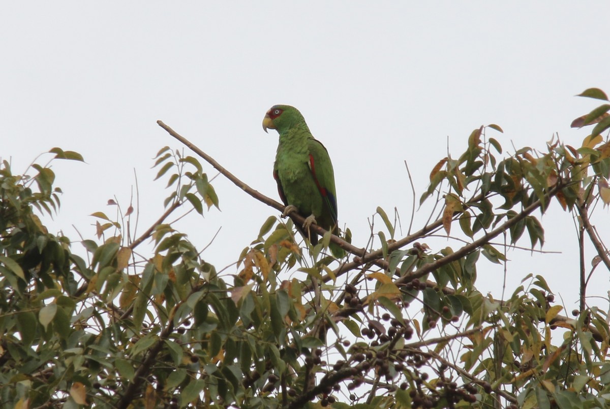 White-fronted Parrot - ML429147991