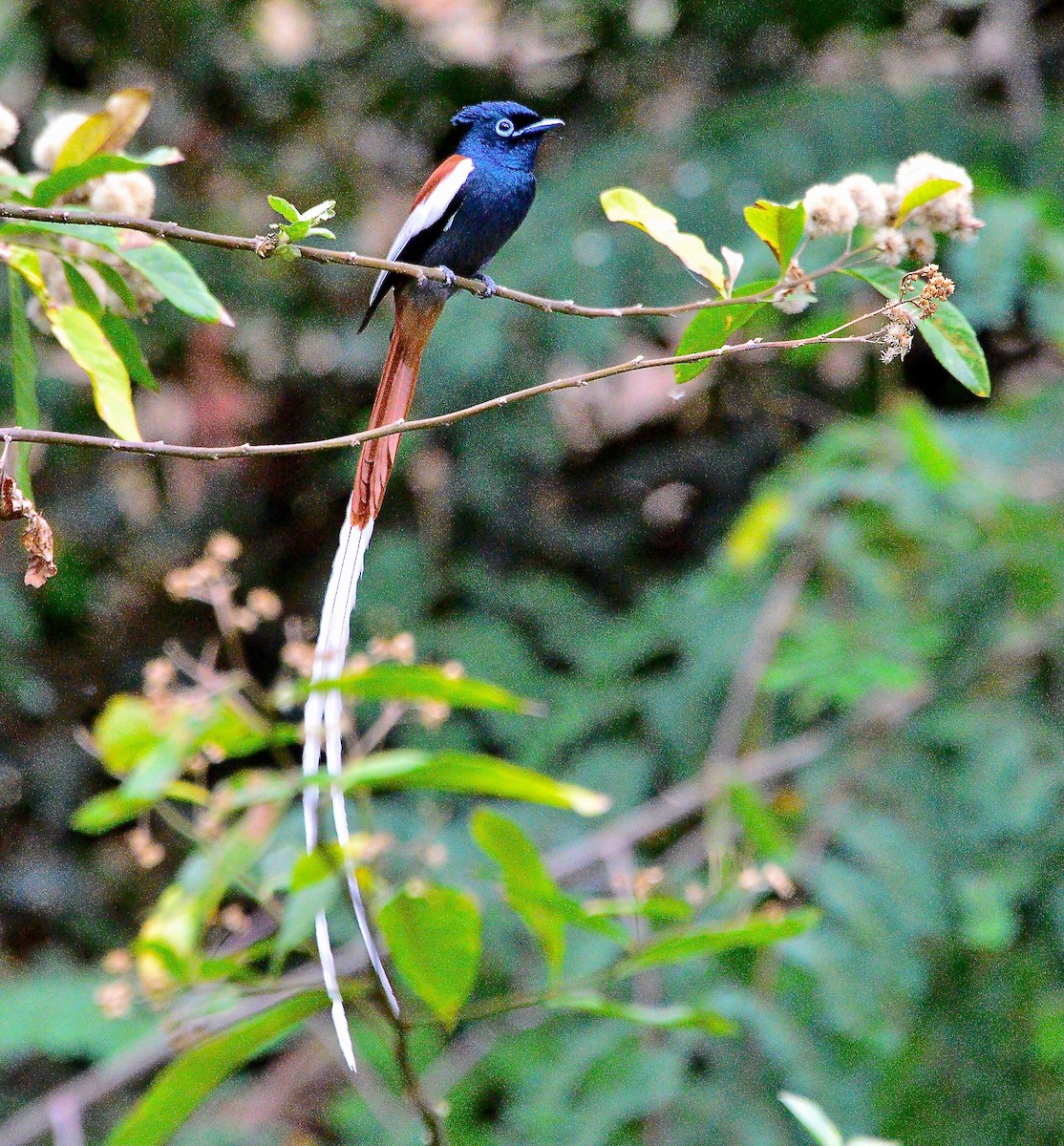 African Paradise-Flycatcher - ML429148301