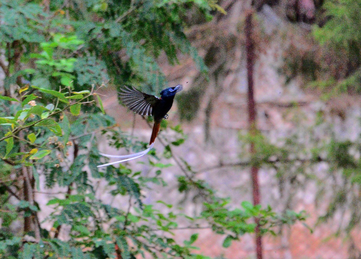 African Paradise-Flycatcher - ML429148741