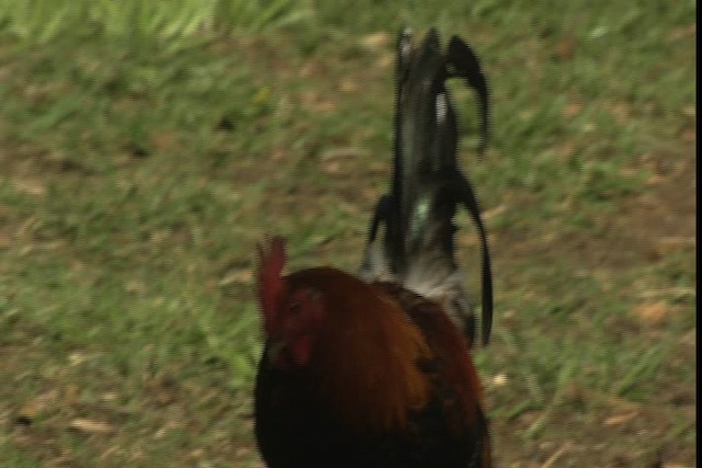 Red Junglefowl (Domestic type) - ML429149