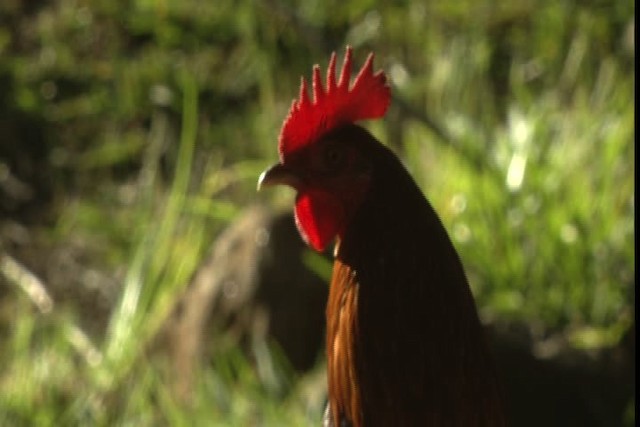 Red Junglefowl (Domestic type) - ML429150