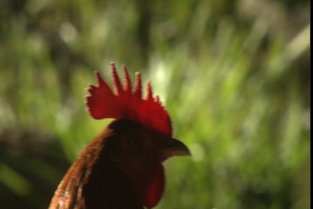 Red Junglefowl (Domestic type) - ML429151