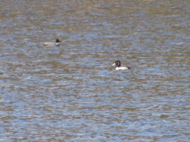 Ring-necked Duck - ML429151291