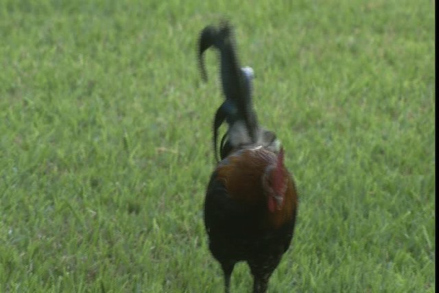 Red Junglefowl (Domestic type) - ML429154