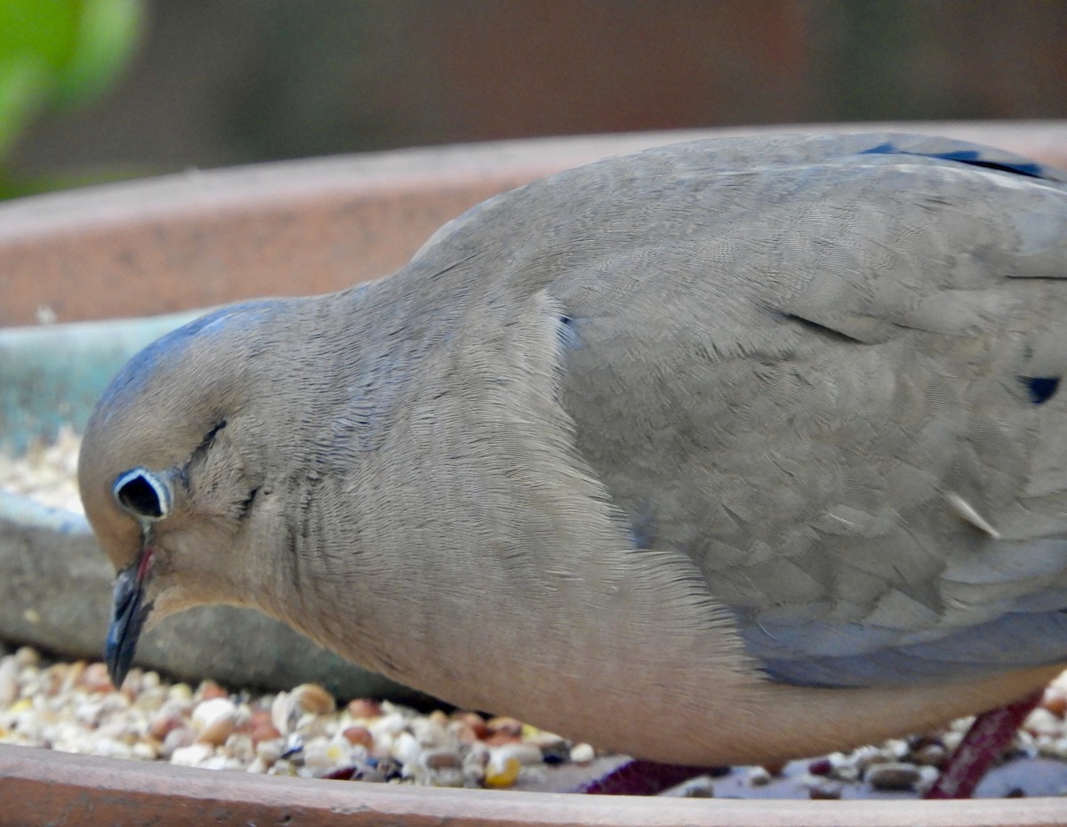 Mourning Dove - ML429154511