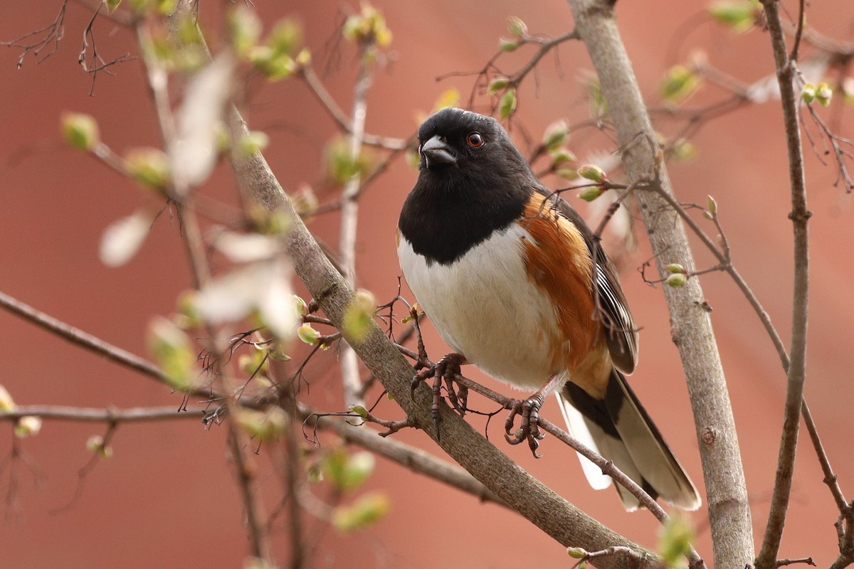 Eastern Towhee - ML429154691