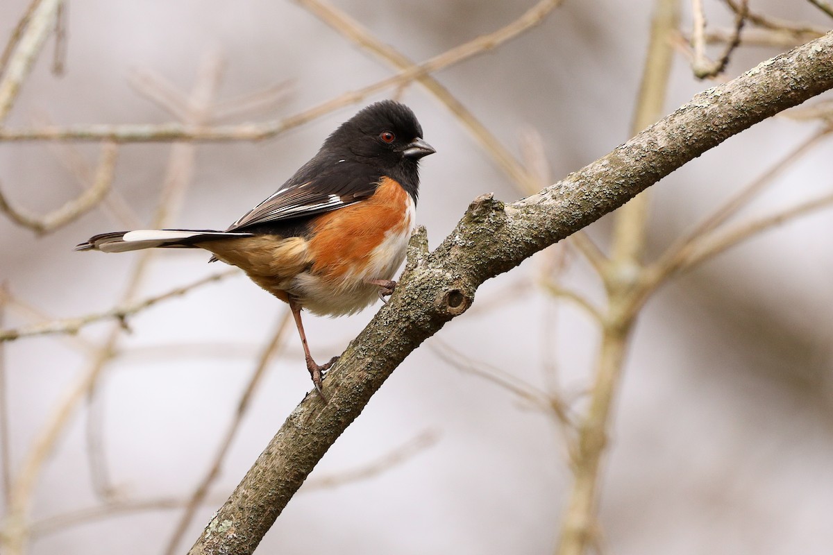 Eastern Towhee - ML429154701
