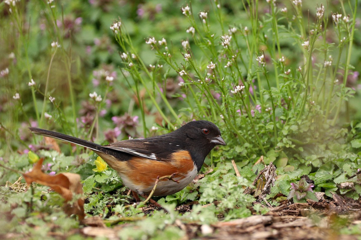 Eastern Towhee - ML429154711
