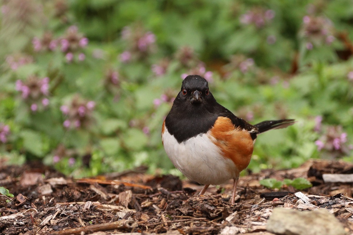Eastern Towhee - ML429154721