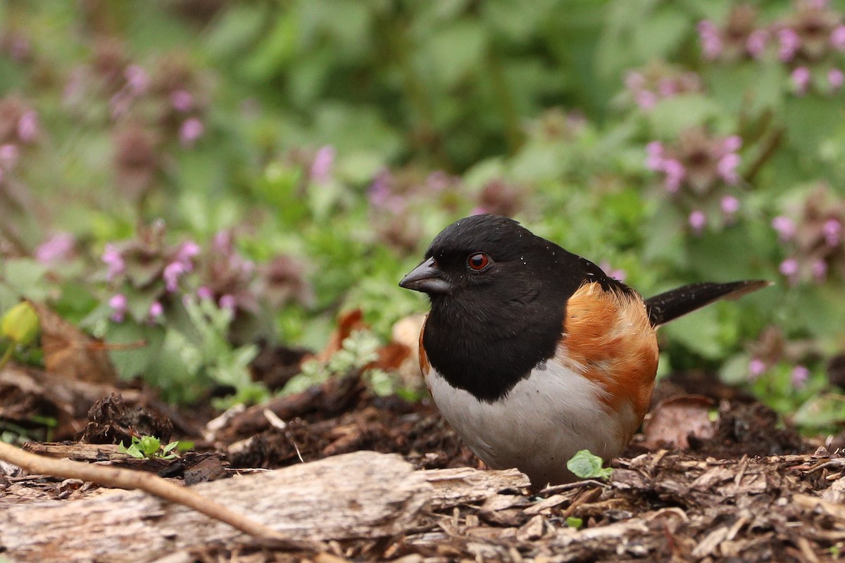Eastern Towhee - ML429154731