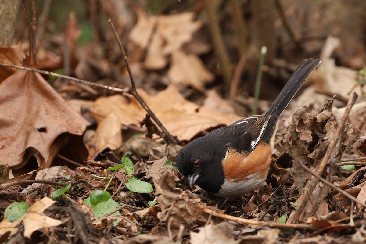 Eastern Towhee - ML429154751