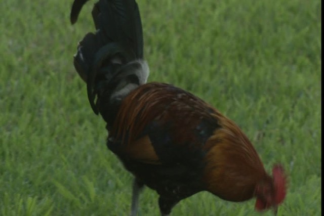 Red Junglefowl (Domestic type) - ML429155