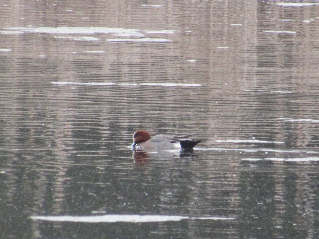 Eurasian Wigeon - ML429155301