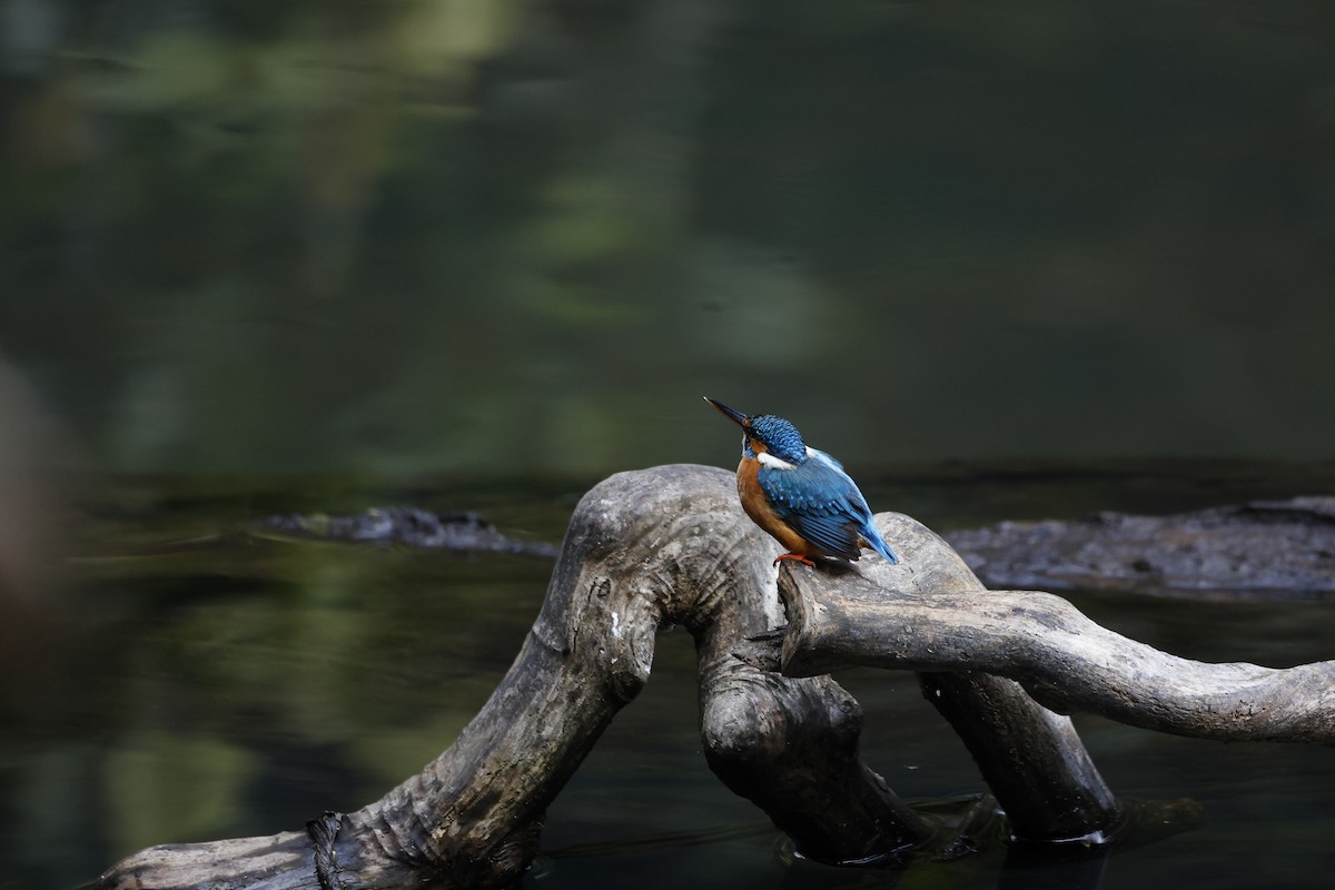 Common Kingfisher - ML429159401