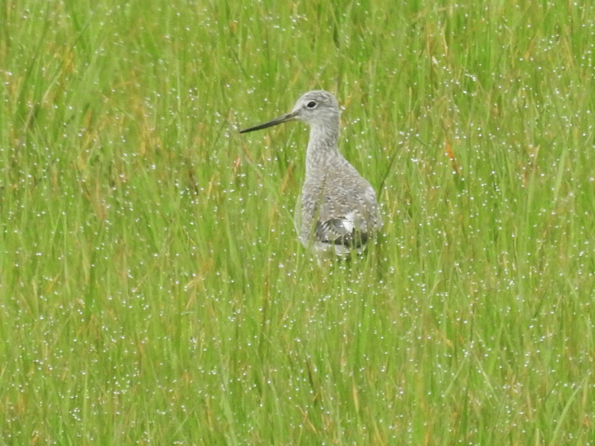 Greater Yellowlegs - ML429160431