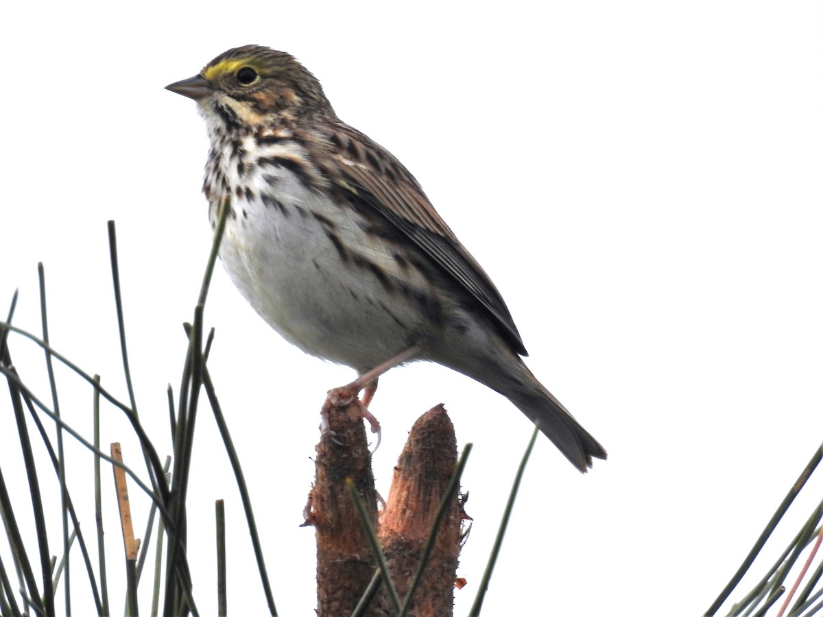 Savannah Sparrow - ML429160481