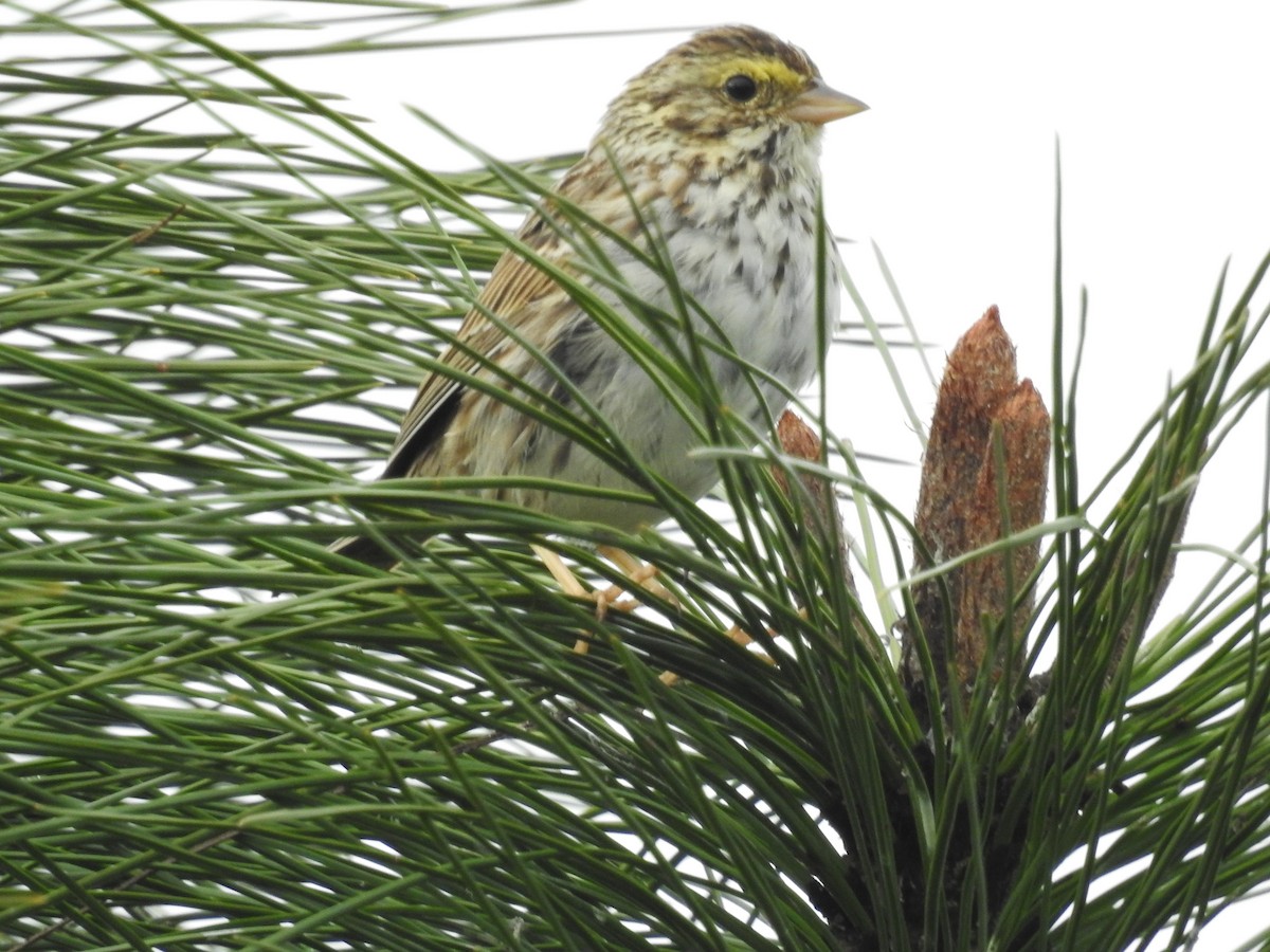 Savannah Sparrow - ML429160501