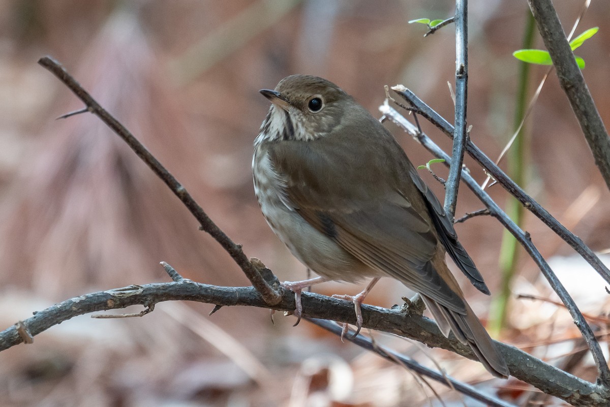 Hermit Thrush - ML429160761