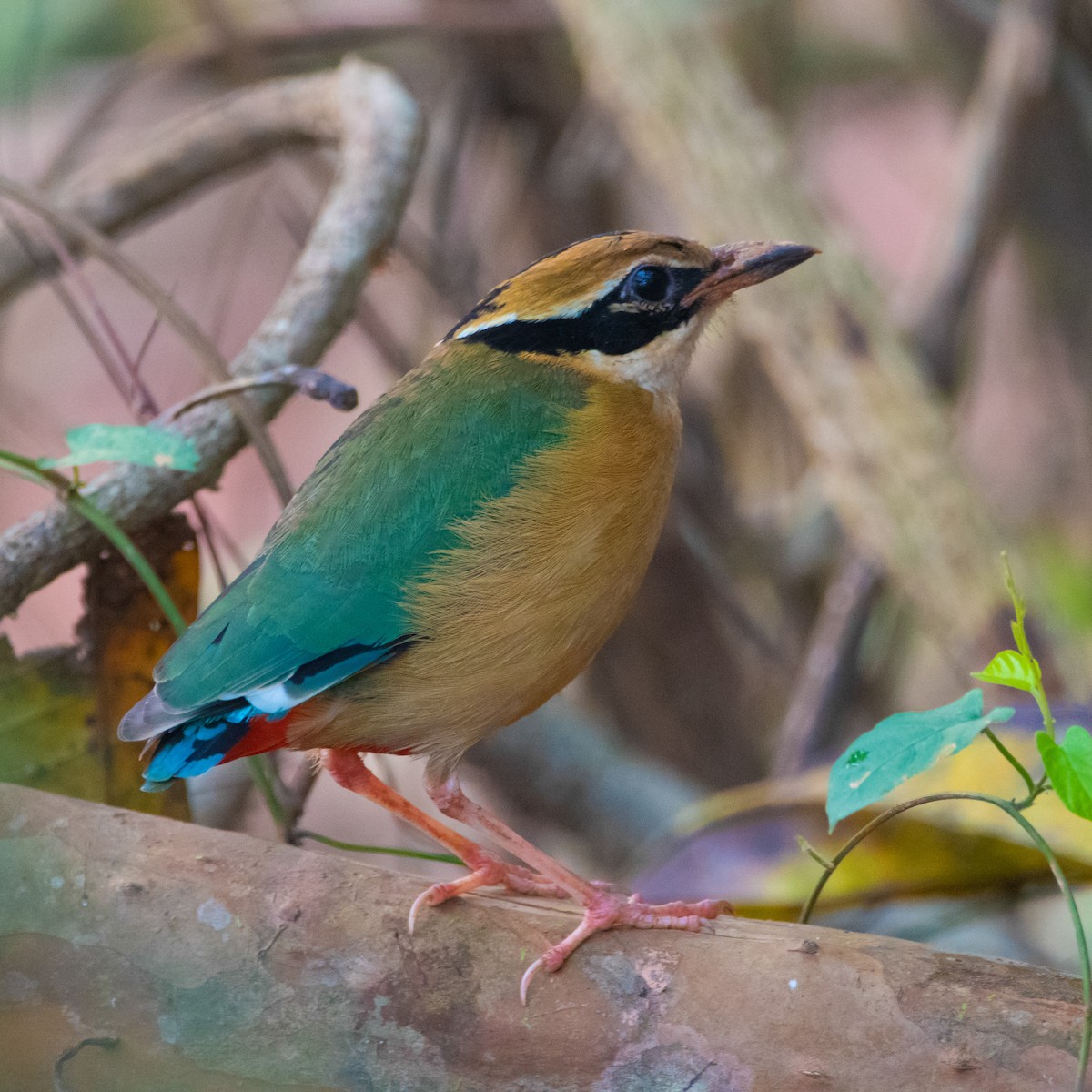 Indian Pitta - ML429161181