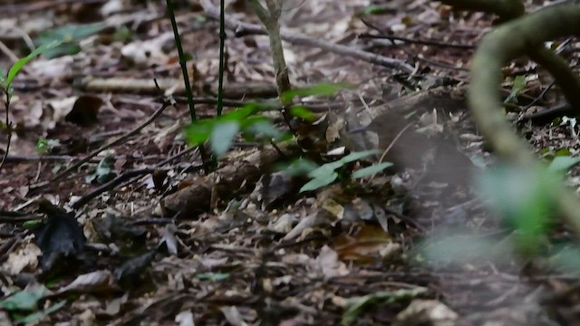 Sclérure à poitrine rousse (scansor) - ML429162071