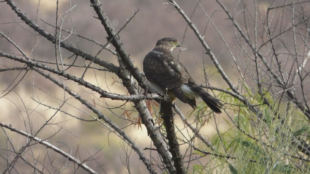 Chilean Hawk - ML429162081