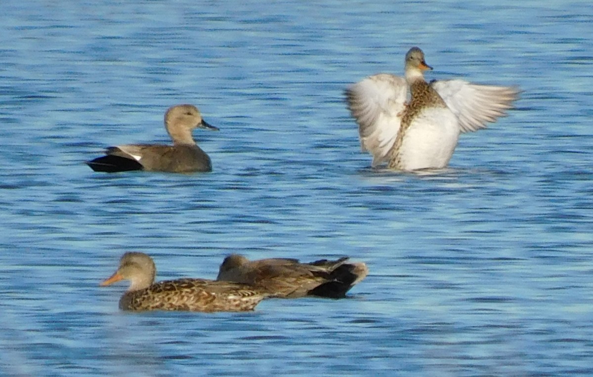 Gadwall - ML429162351