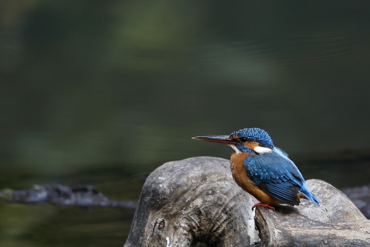 Common Kingfisher - ML429162611