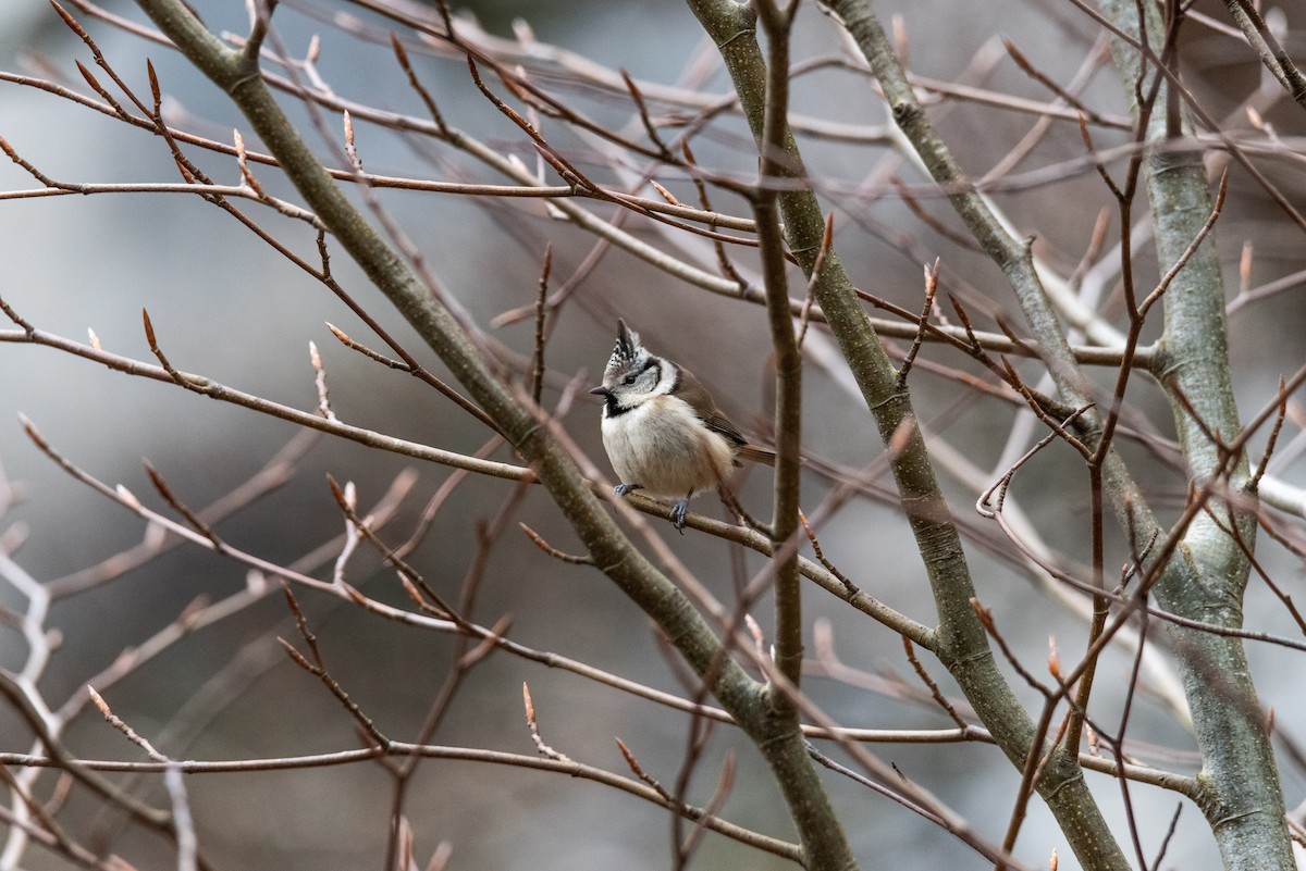 Crested Tit - ML429162721