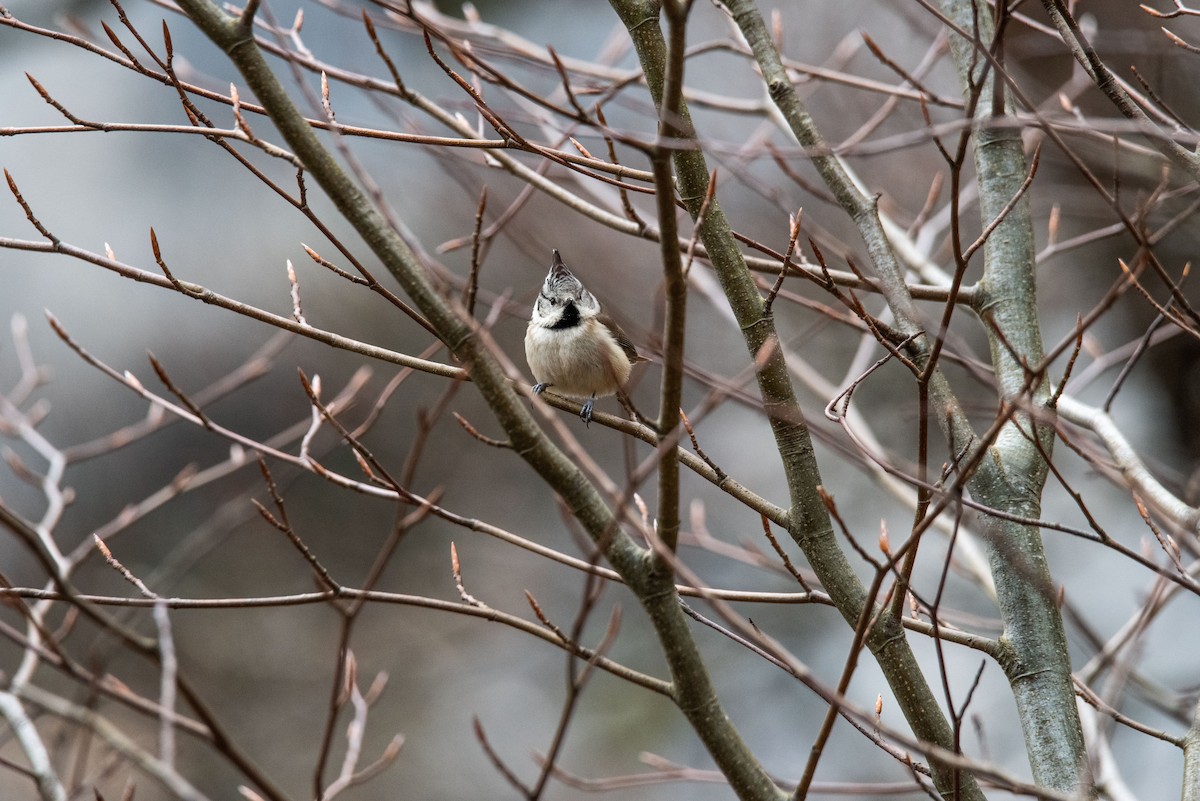 Crested Tit - ML429162741