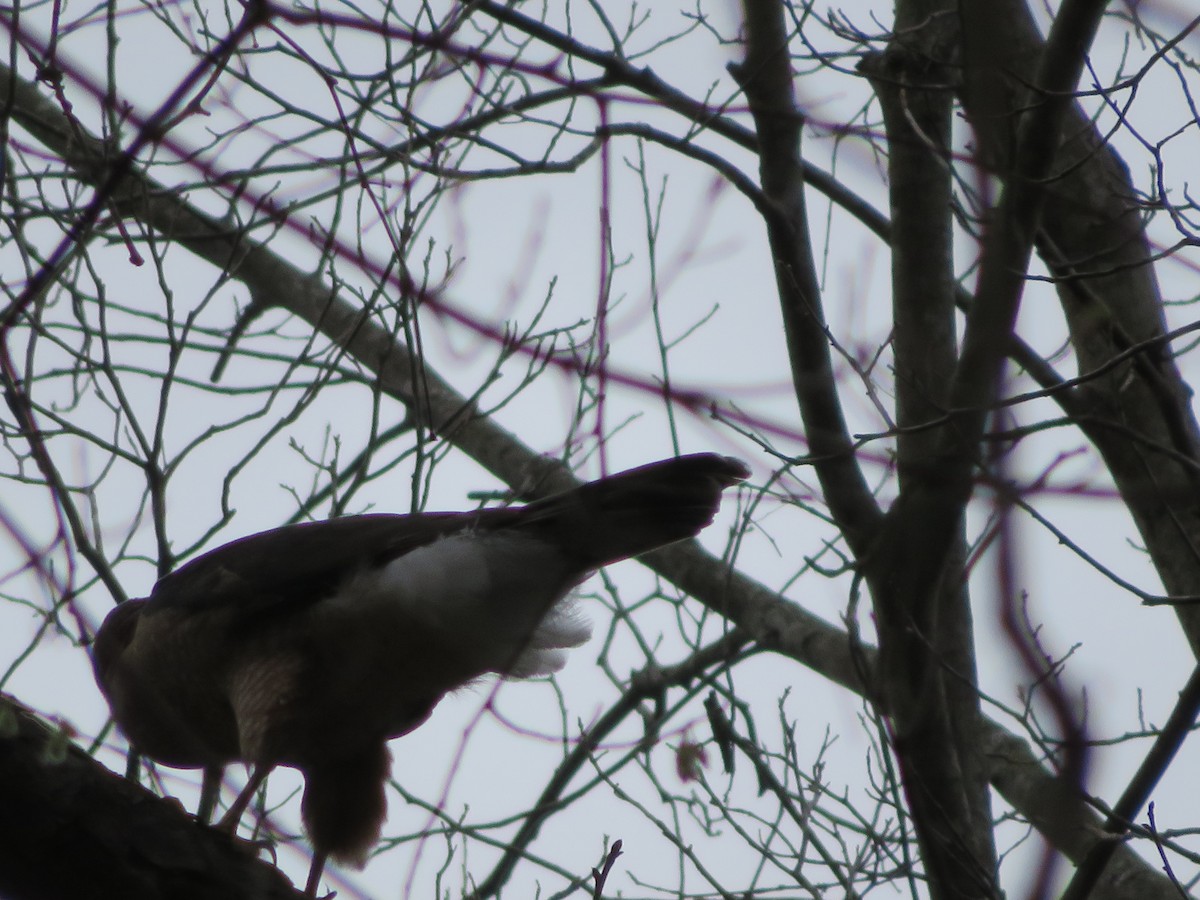 Cooper's Hawk - ML429162931
