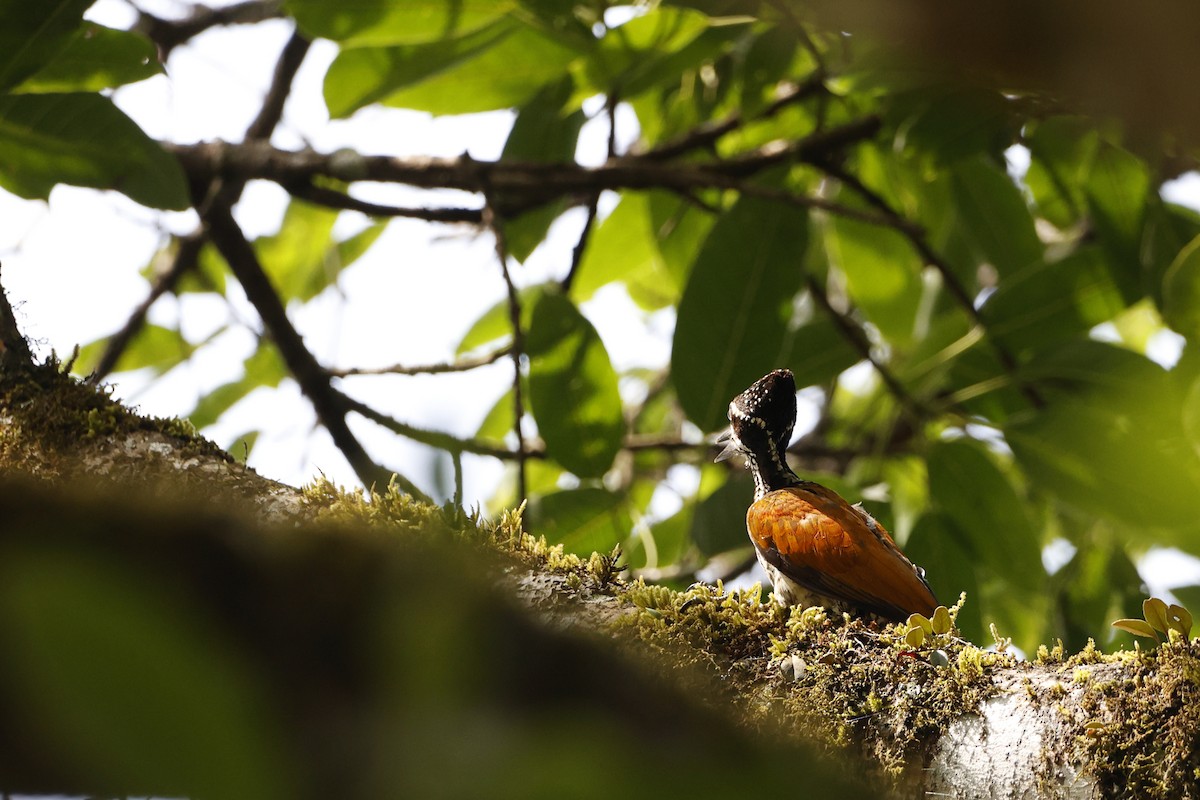 Malabar Flameback - ML429163211