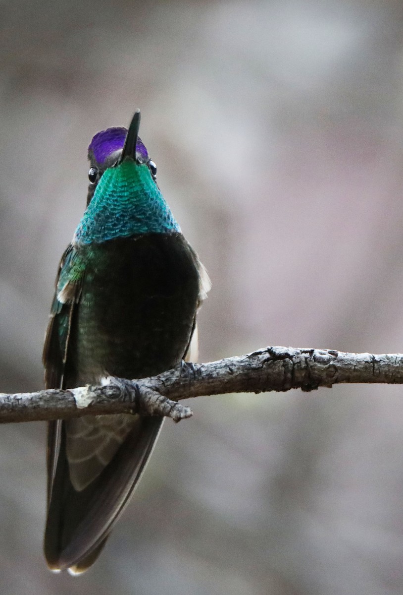 kolibřík skvostný - ML429163961