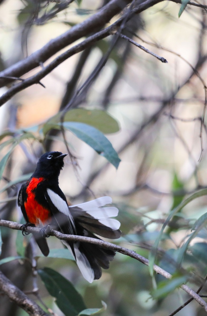 Painted Redstart - ML429164851