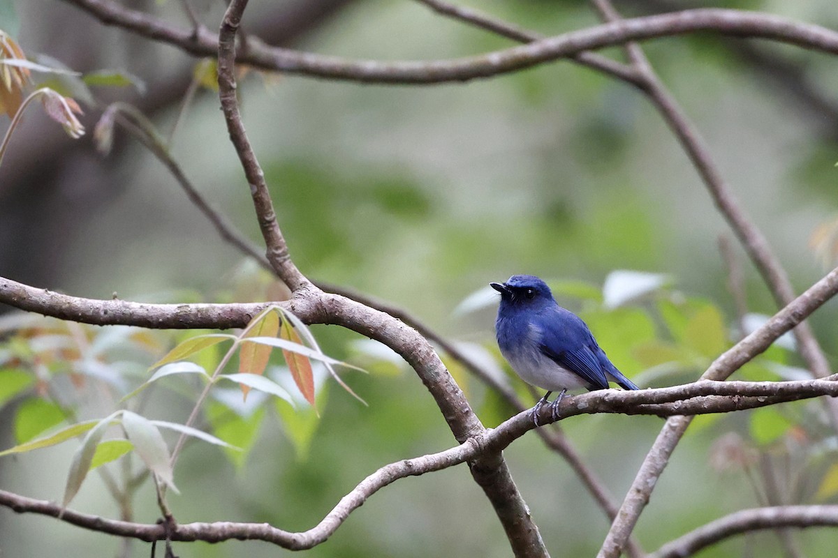 White-bellied Blue Flycatcher - ML429165281