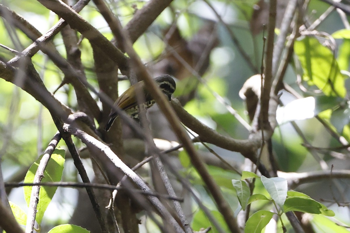 Speckled Piculet - Novelkumar M S