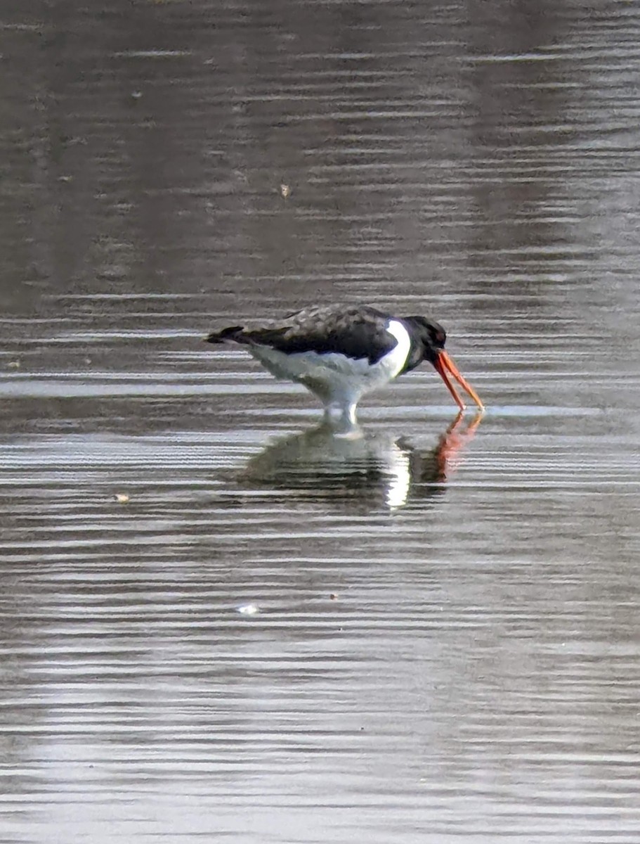 Eurasian Oystercatcher - ML429166661