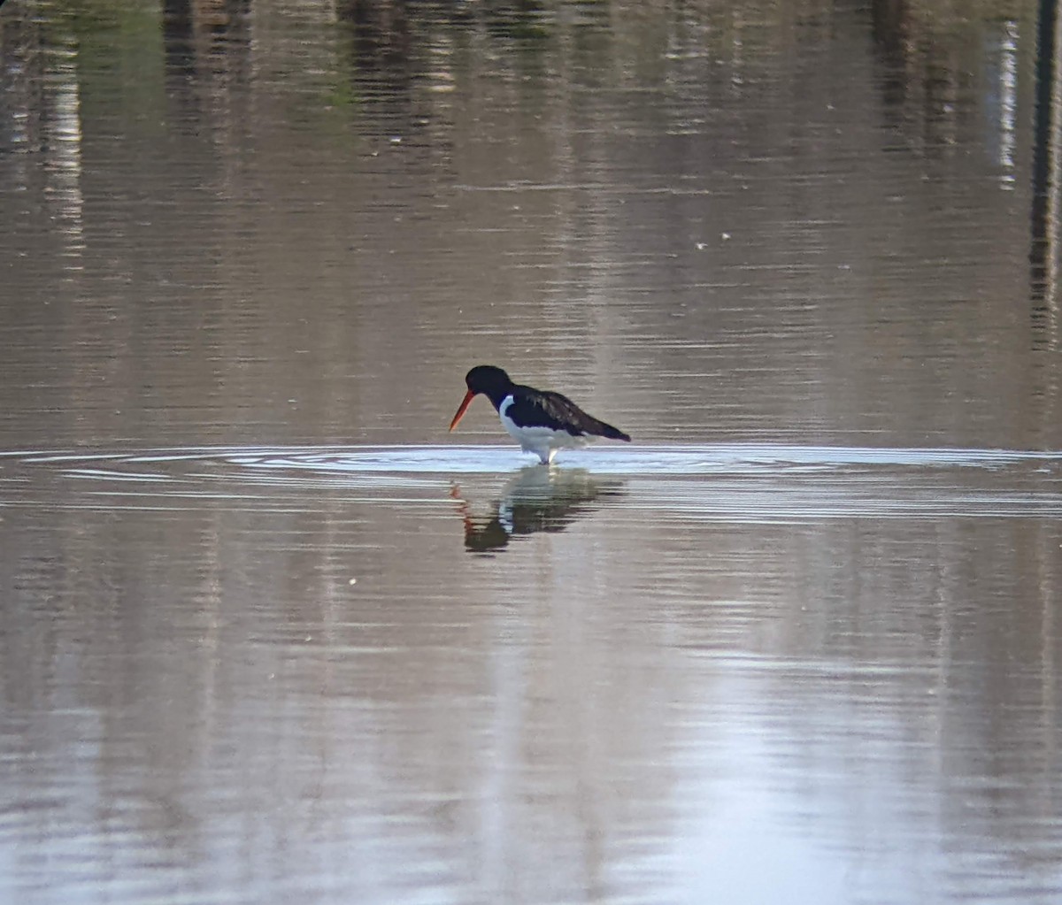 Eurasian Oystercatcher - ML429166711