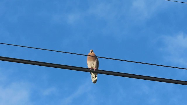 Zenaida Dove - ML429166751