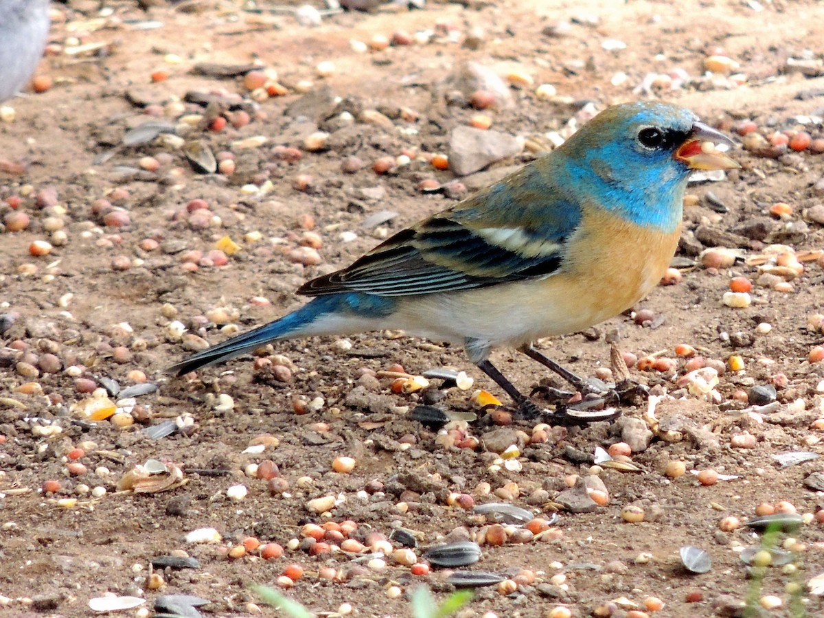 Passerin azuré - ML429166791