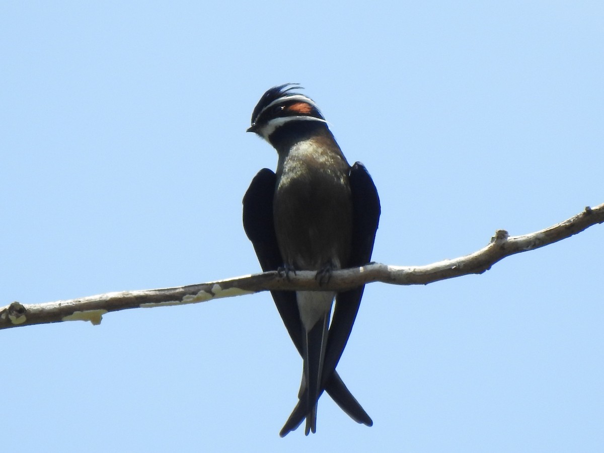 Whiskered Treeswift - Chai Thiam Lau