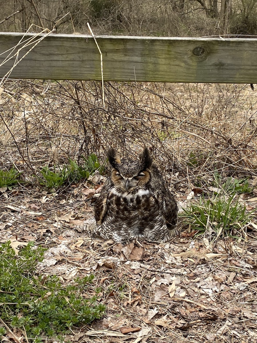 Great Horned Owl - ML429167171
