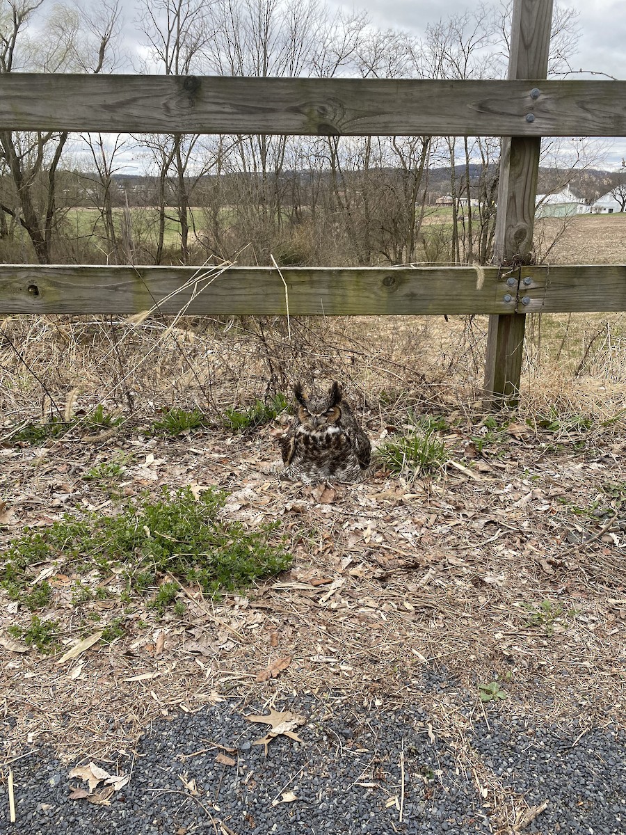 Great Horned Owl - ML429167211