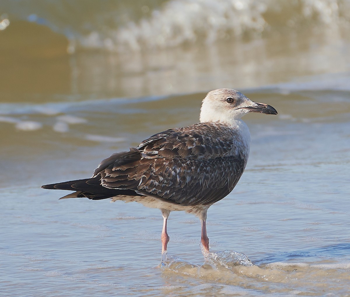 Lesser Black-backed Gull - ML429169551